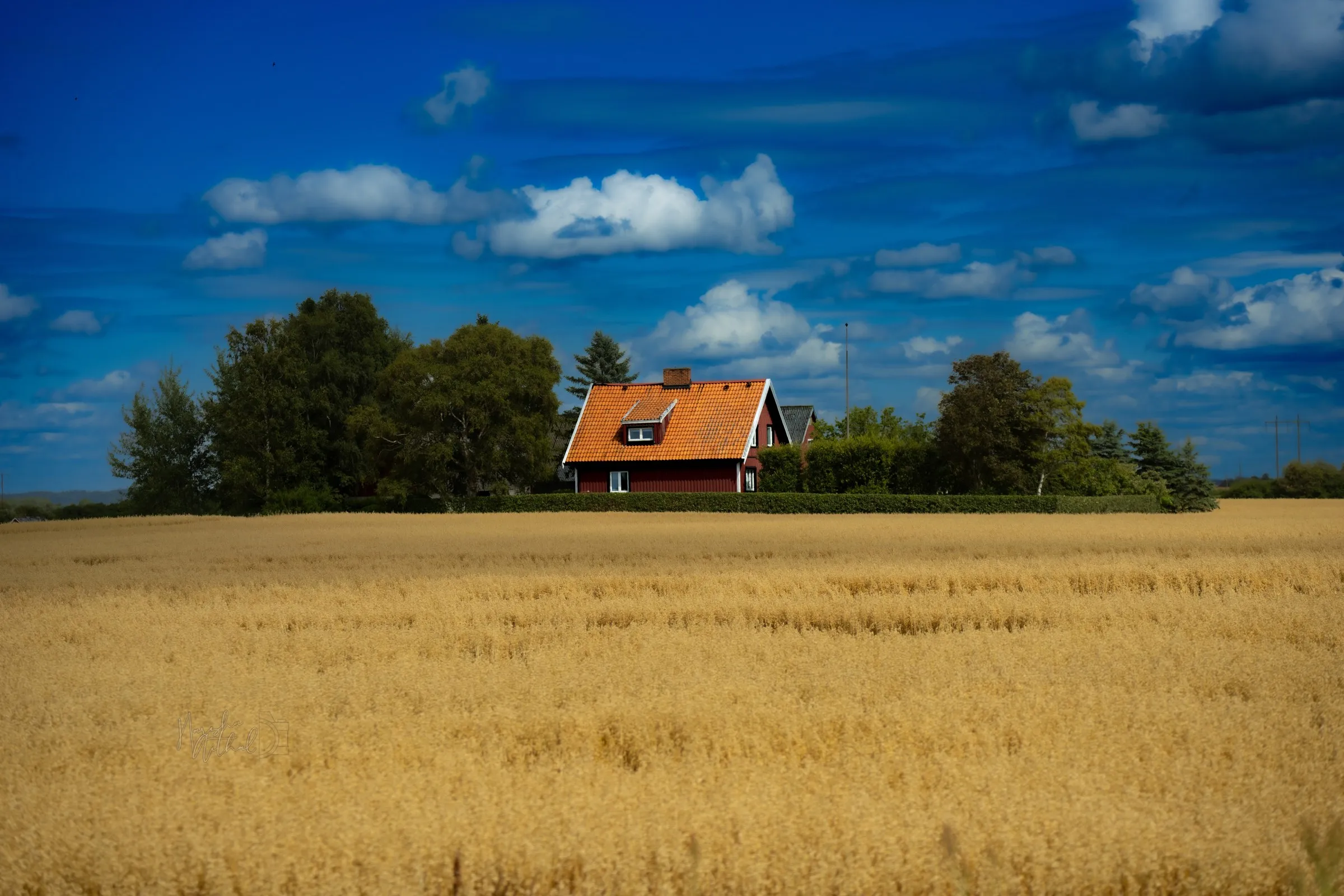 A small red farmhouse beyond a golden field under summer clouds